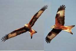 redkites